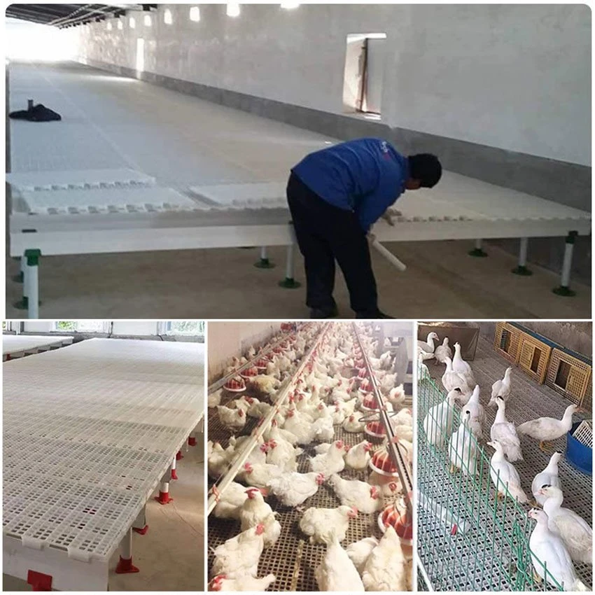Application of poultry leakage dung board Application of poultry leakage dung board