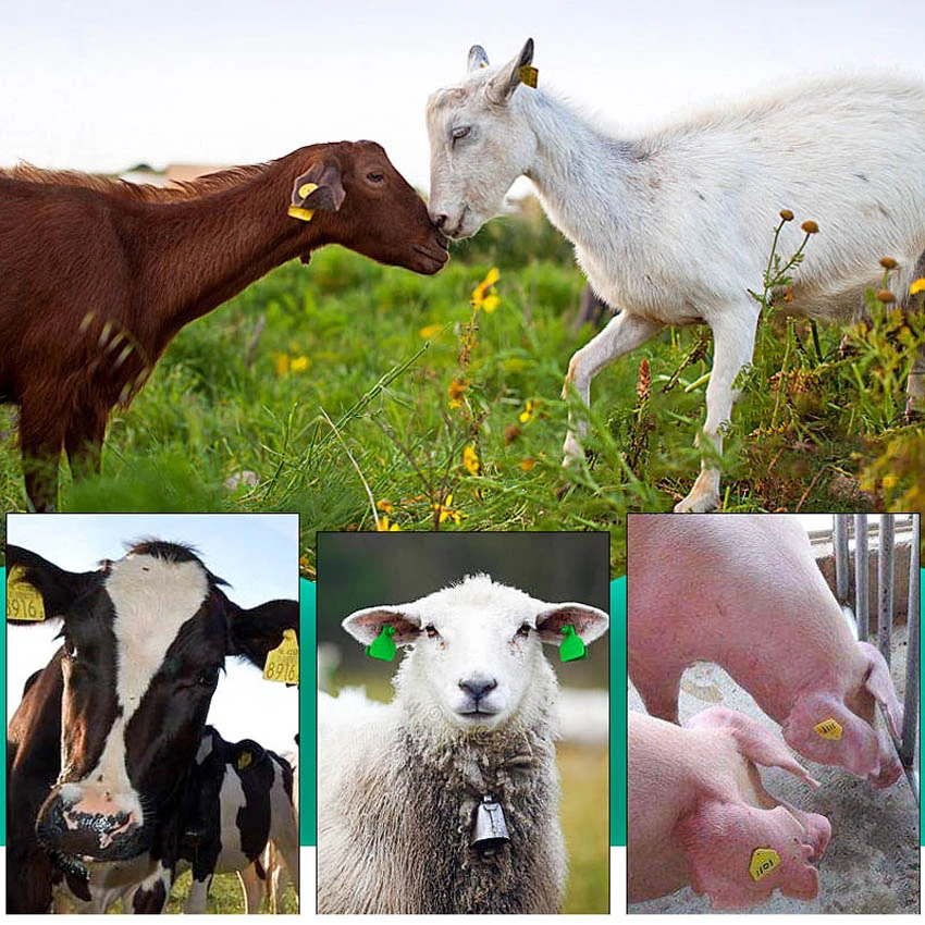 Application of livestock ear tags Application of livestock ear tags