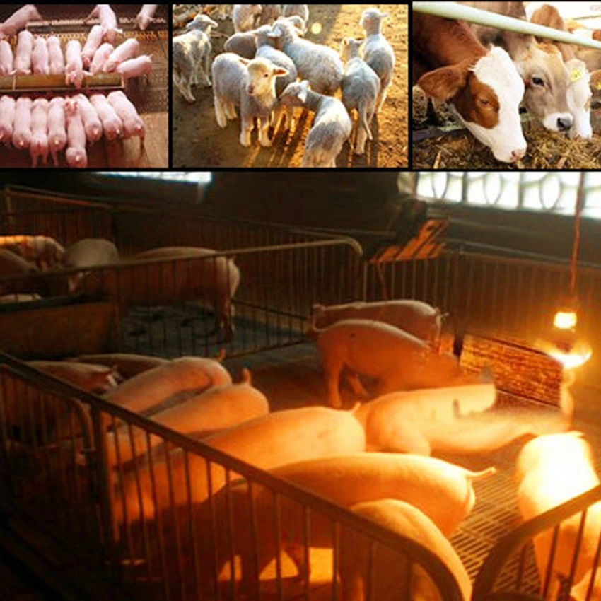 Application of infrared bulbs for chicks Application of infrared bulbs for chicks